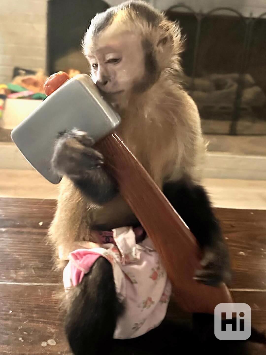 Přátelské kapucínské dítě - foto 1