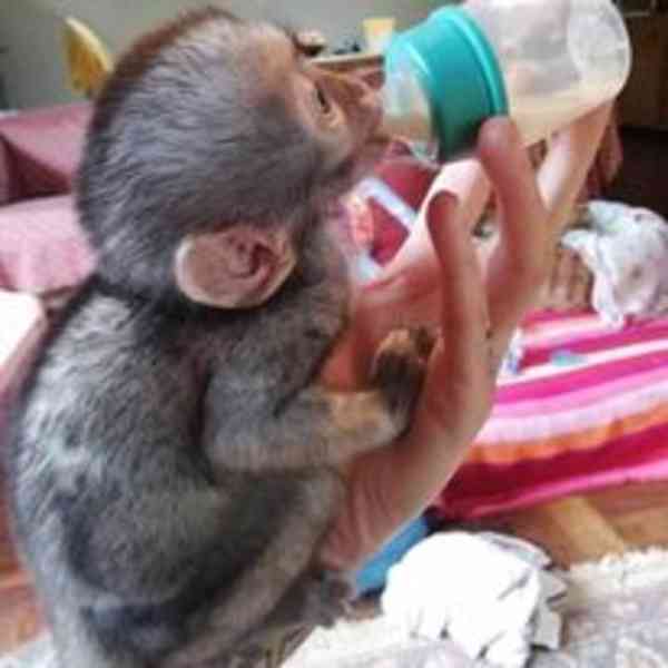 2 mláďata kapucínských opic připravena k odběru - foto 1