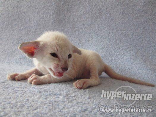 Zadám seychelská a siamská koťata s PP - foto 1