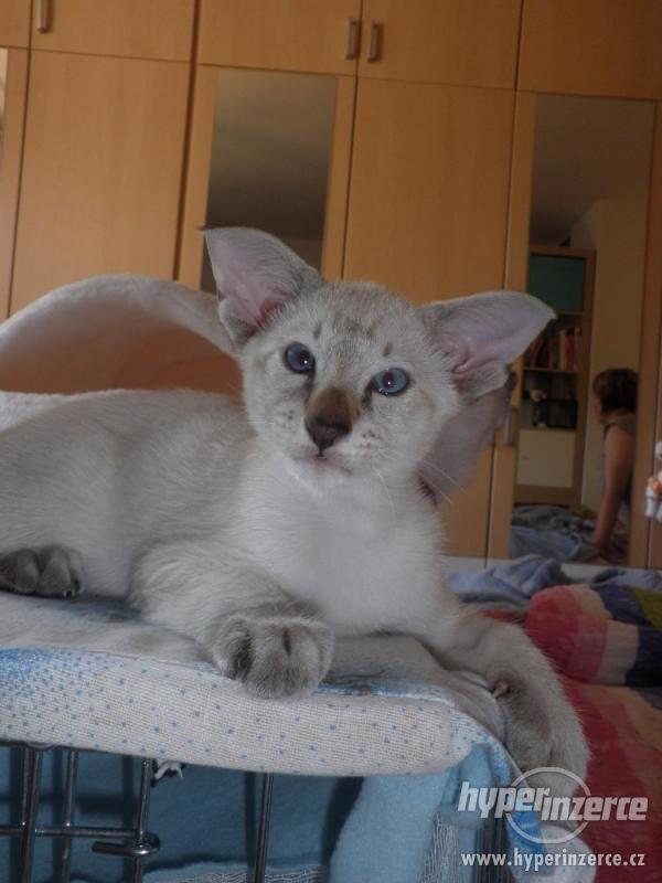 Zadám seychelská a siamská koťata s PP - foto 8
