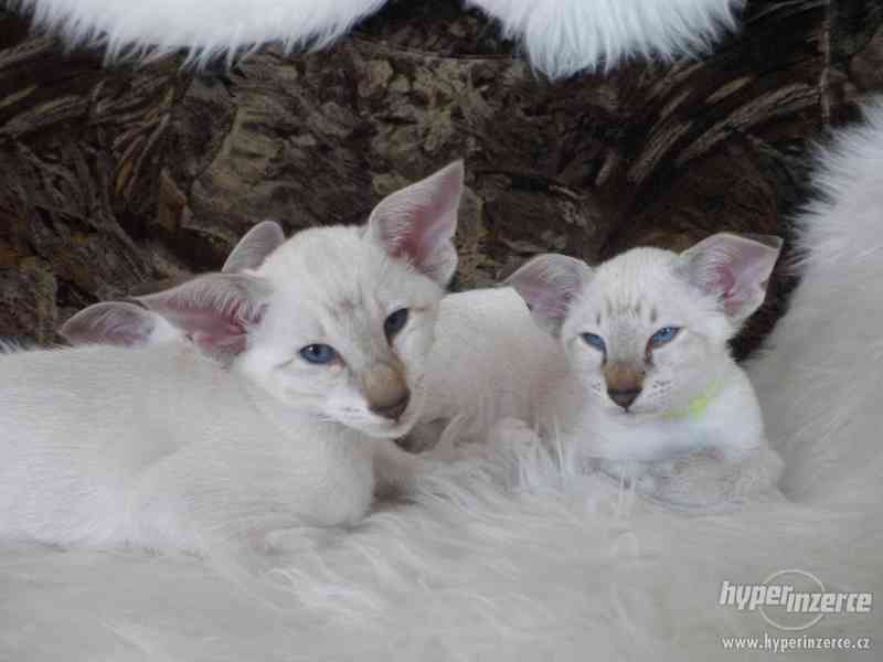 Zadám seychelská a siamská koťata s PP - foto 11