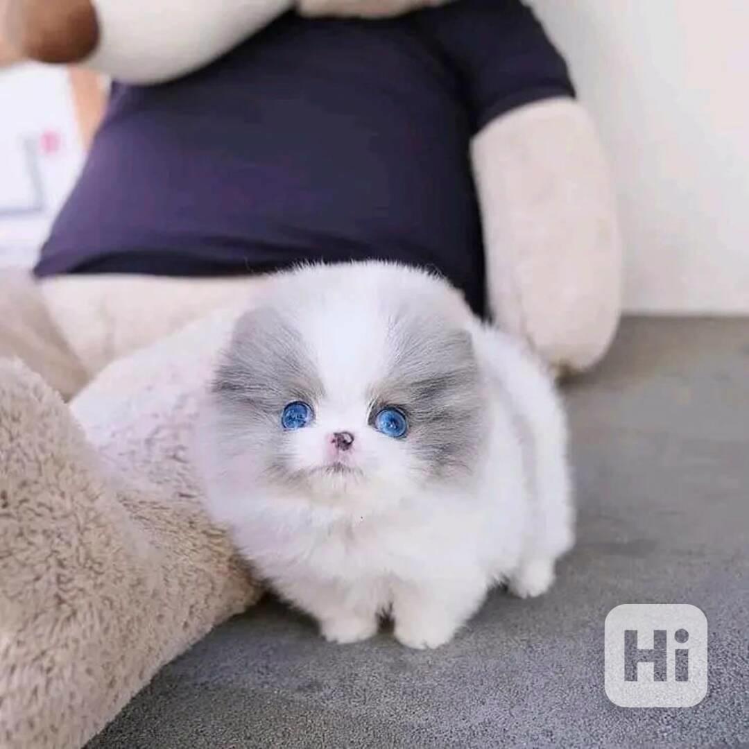 Naprosto okouzlující pomeranian - foto 1