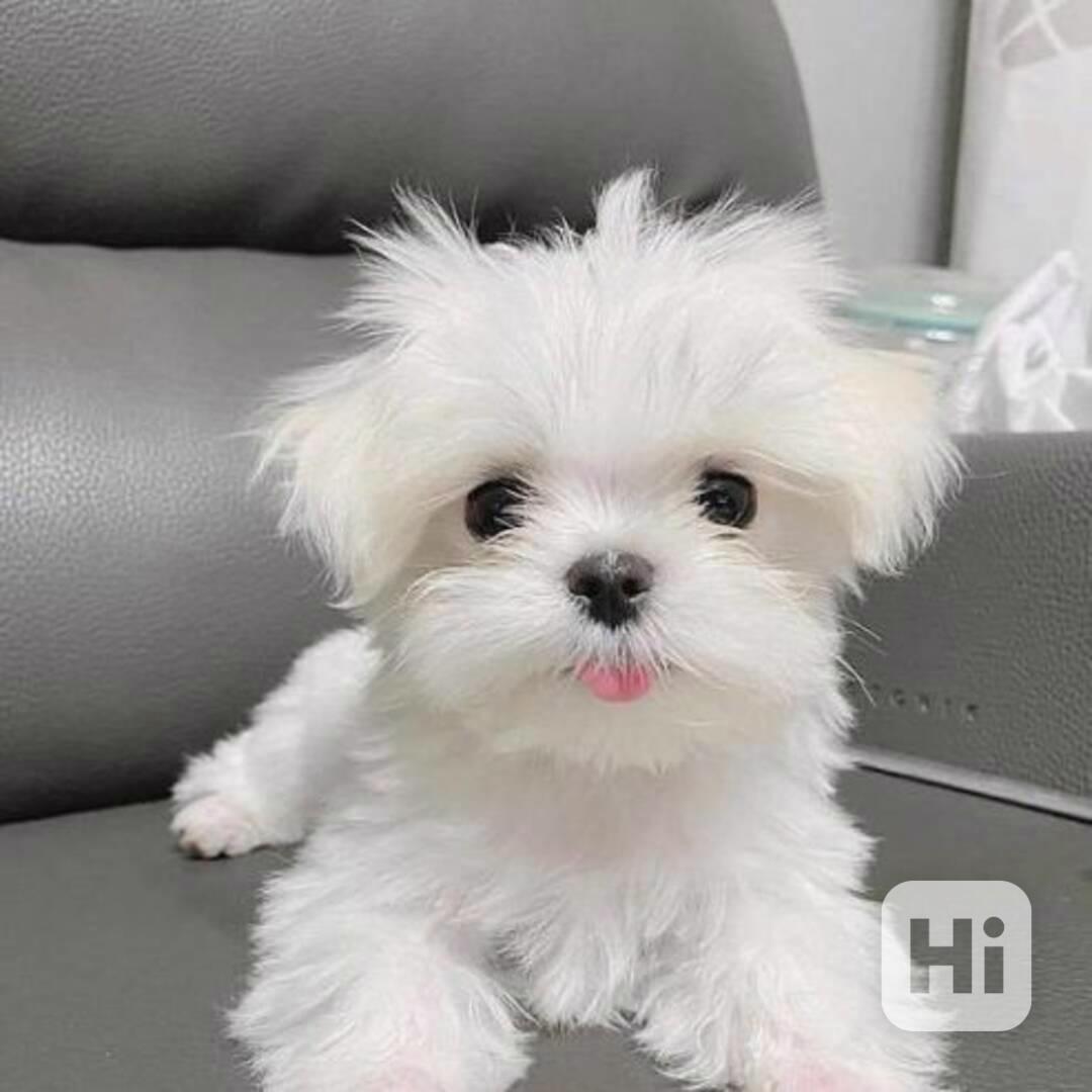 Štěňata maltézského ovčáka - foto 1