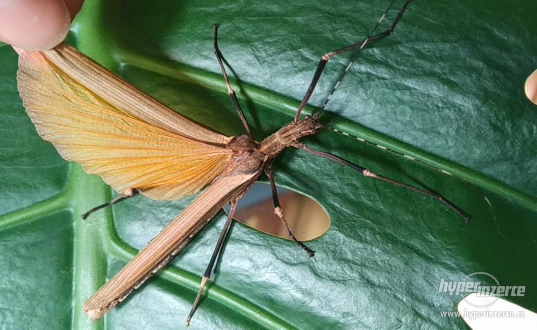 Prodám vajíčka Pseudophasma fulvum "Minca" - foto 1