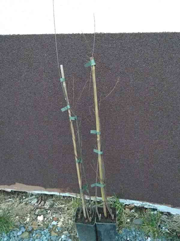Tamaryšek malokvětý (Tamarix parviflora) -50-60 cm - foto 3