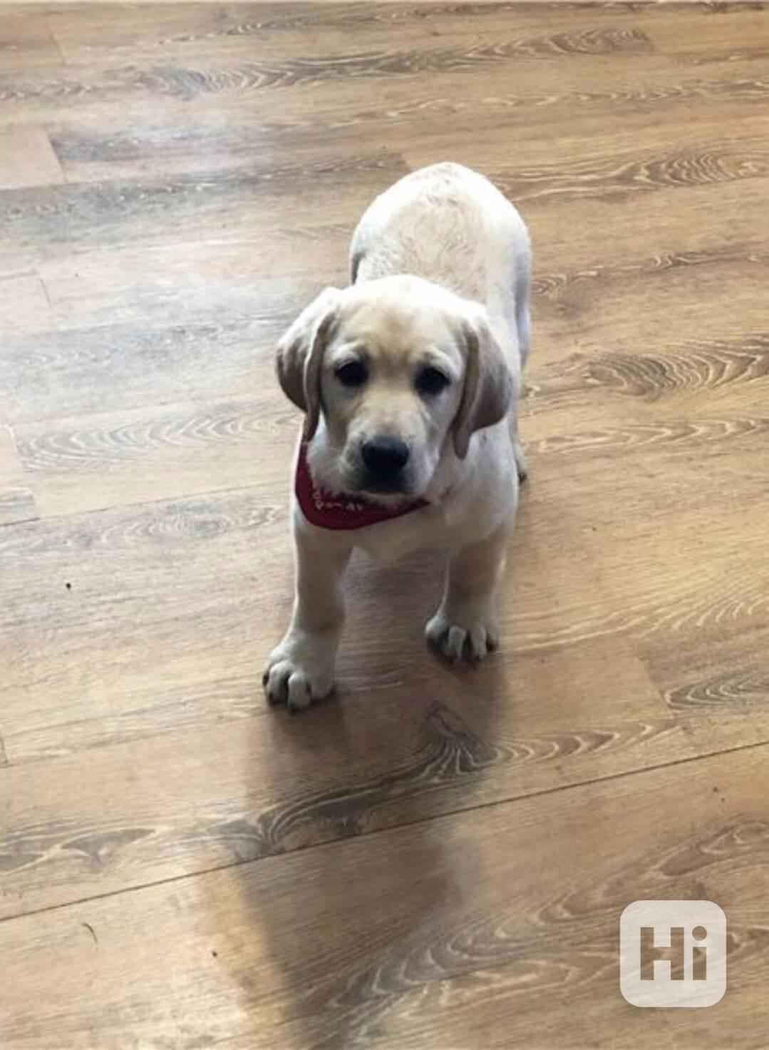 Úžasná štěňata laroadorského retrívra k adopci - foto 1