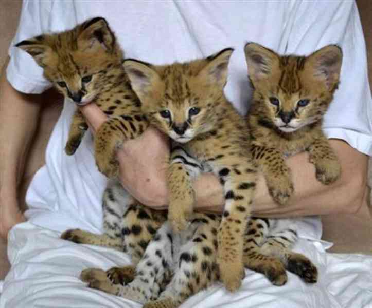 Koťata plemene Savannah a Caracal