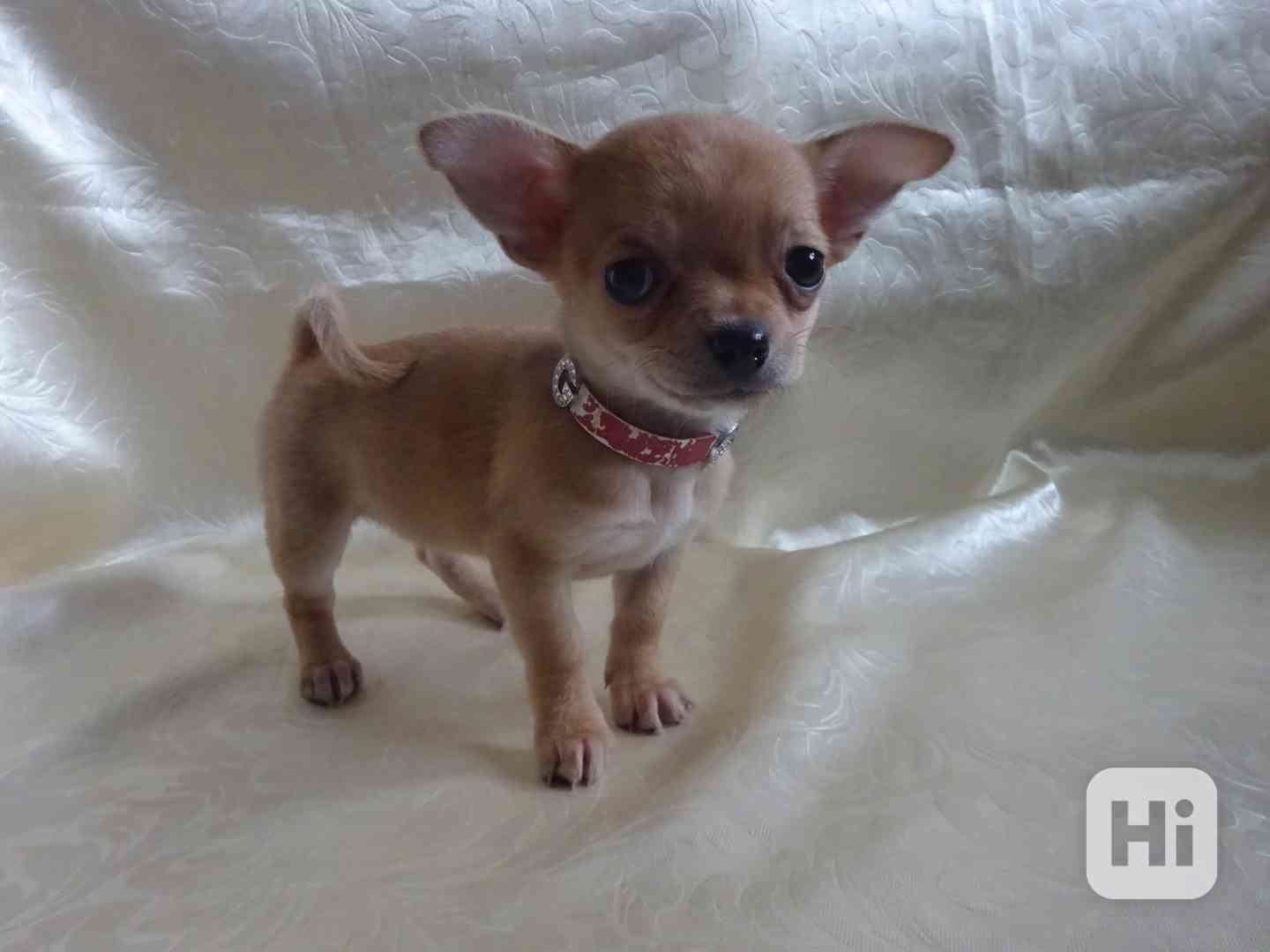 Prodám štěňátko čivava bez PP, fenečka krátkosrstá.  - foto 1