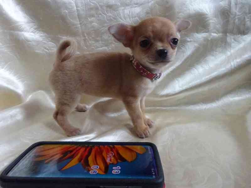 Prodám štěňátko čivava bez PP, fenečka krátkosrstá.  - foto 4