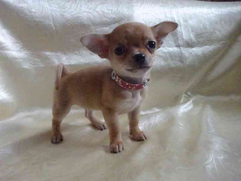 Prodám štěňátko čivava bez PP, fenečka krátkosrstá.  - foto 2