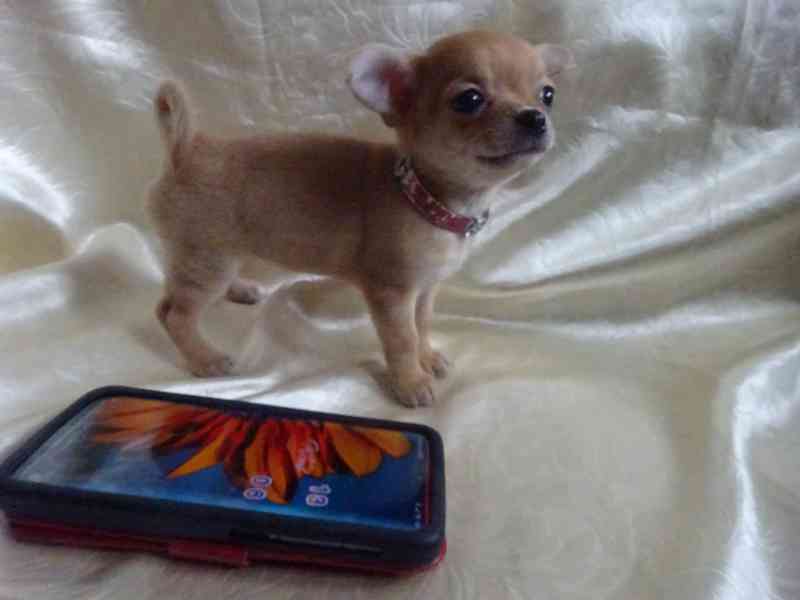 Prodám štěňátko čivava bez PP, fenečka krátkosrstá.  - foto 3