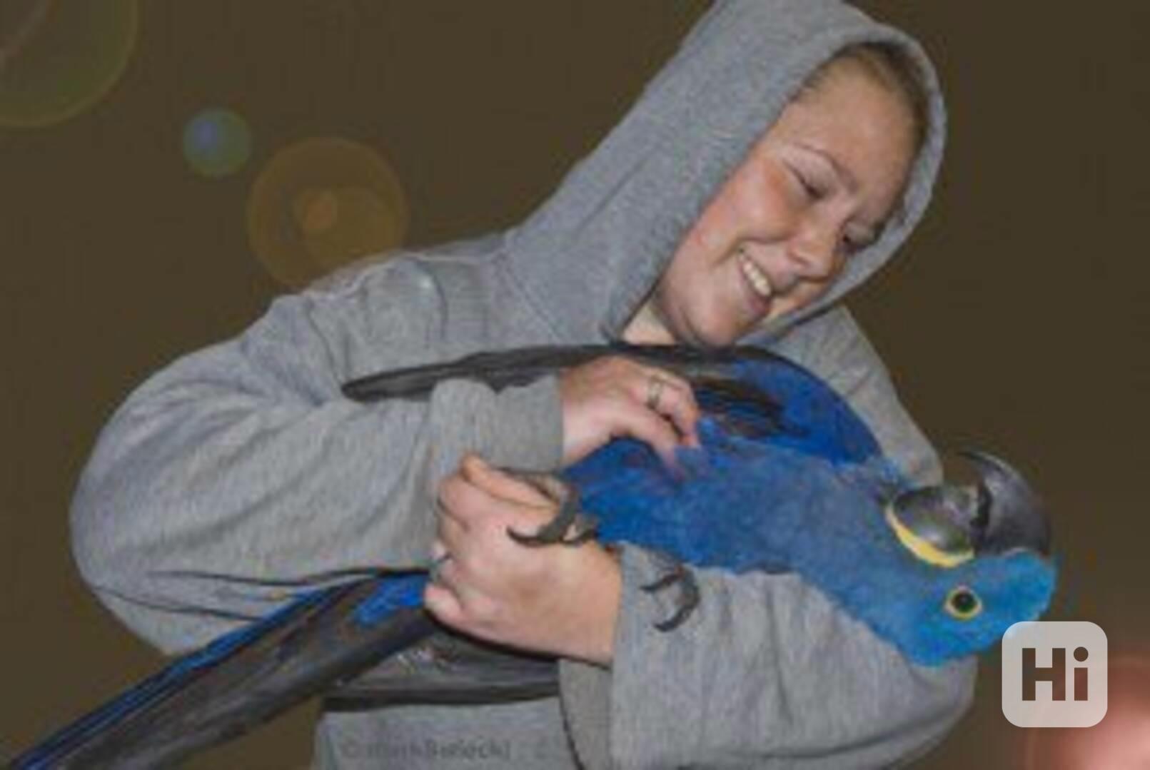 Zdravé a krotké mládě hyacintového ara - foto 1