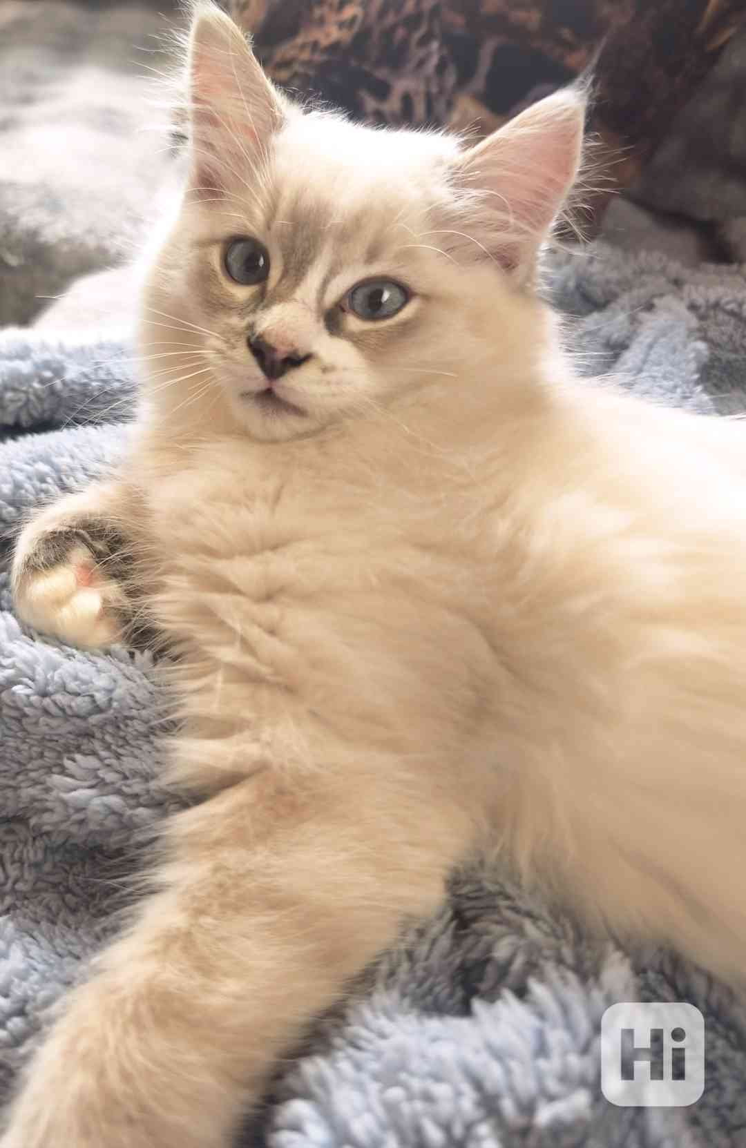 Ragdoll  - foto 1