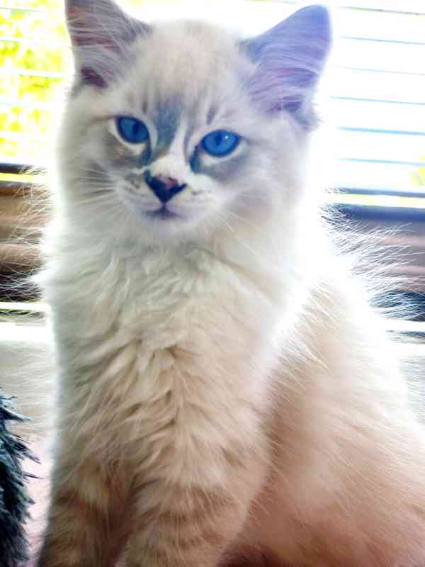 Ragdoll  - foto 11