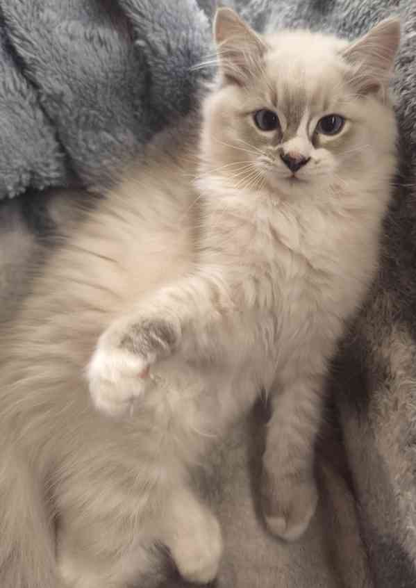 Ragdoll  - foto 2