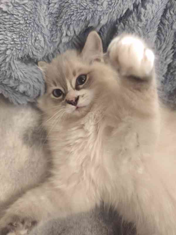 Ragdoll  - foto 5