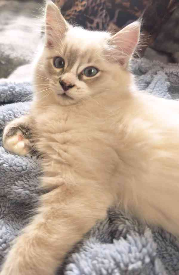 Ragdoll  - foto 1