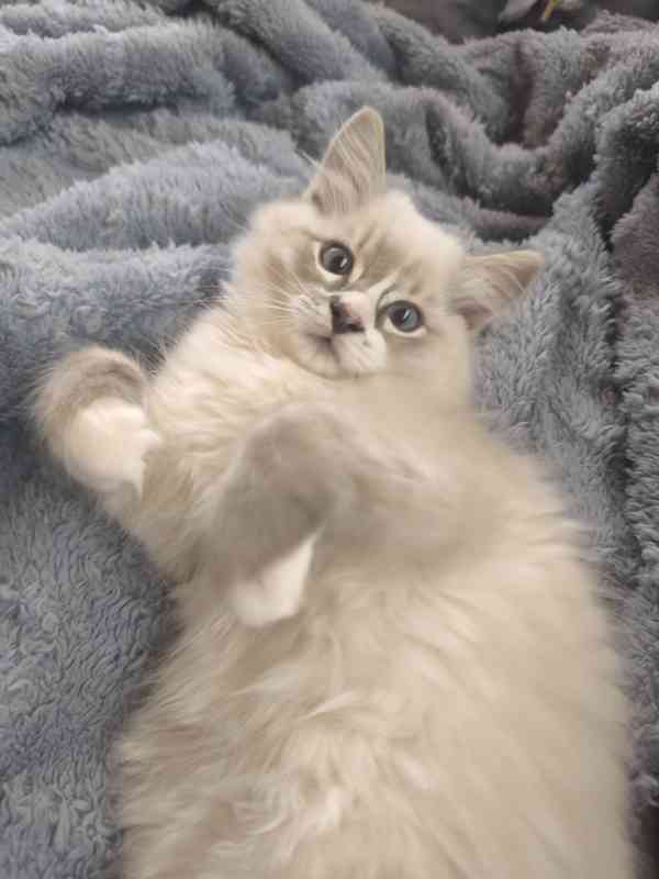 Ragdoll  - foto 6