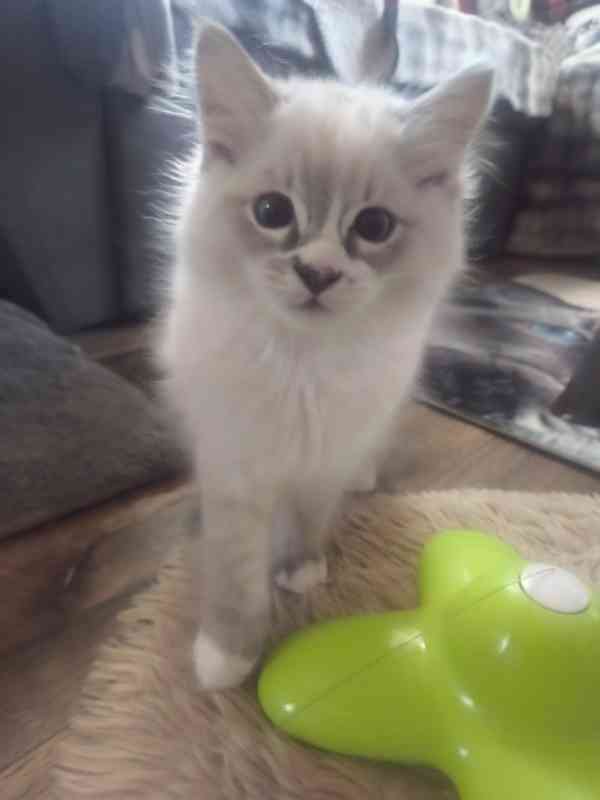 Ragdoll  - foto 8