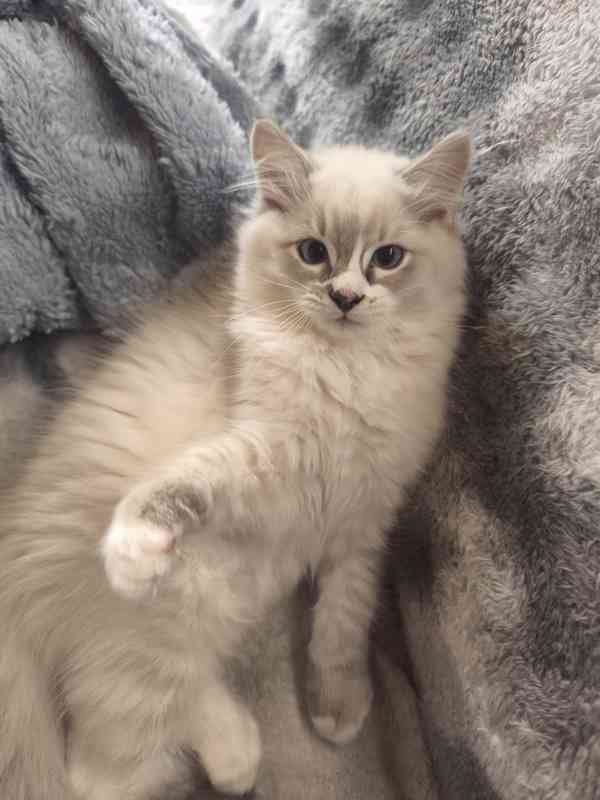 Ragdoll  - foto 4