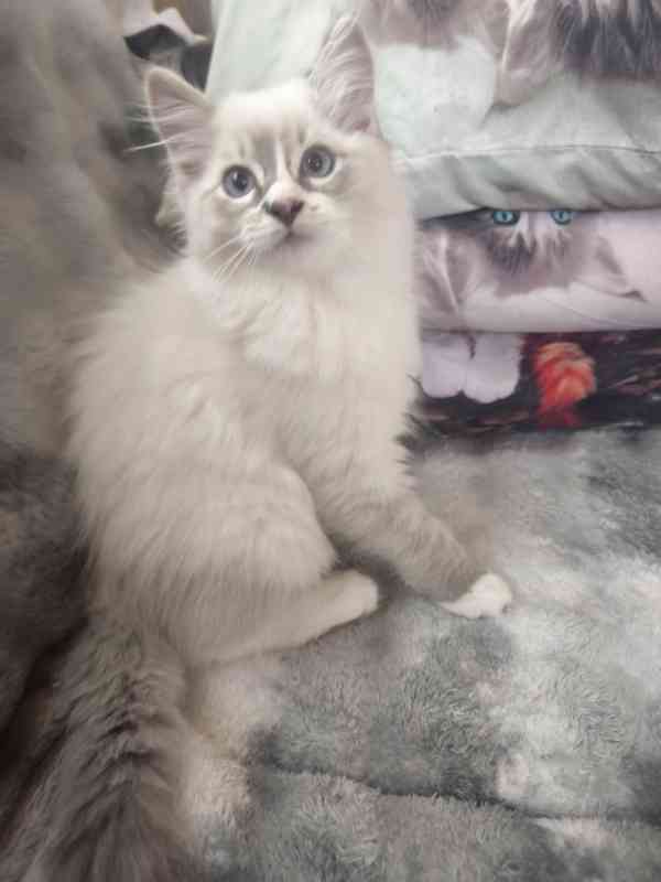 Ragdoll  - foto 7