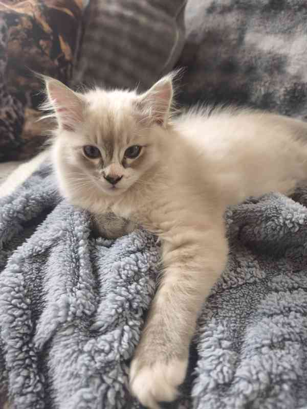 Ragdoll  - foto 3