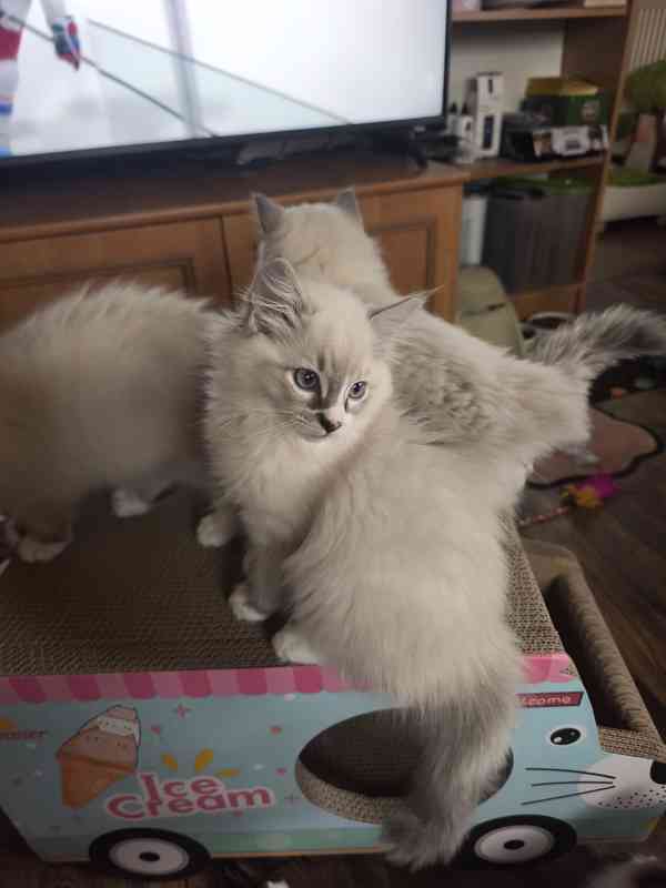 Ragdoll  - foto 9