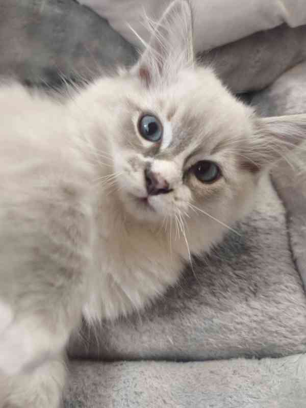 Ragdoll  - foto 10
