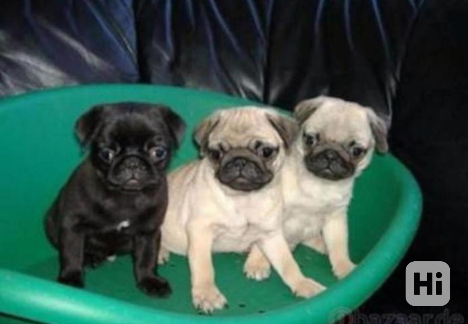 Štěňata mopse samci a samice - foto 1