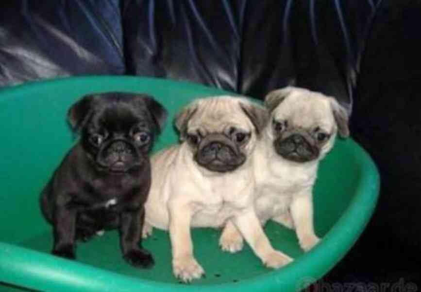 Štěňata mopse samci a samice - foto 1