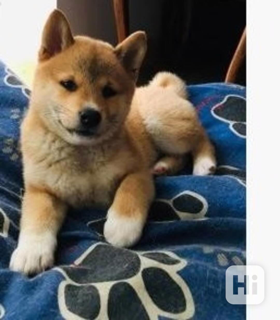 Štěňata Shiba Inu - foto 1