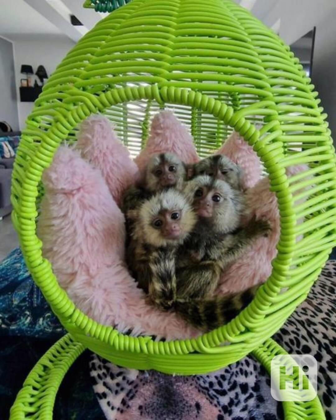 Okouzlující opice kosmani k dispozici - foto 1