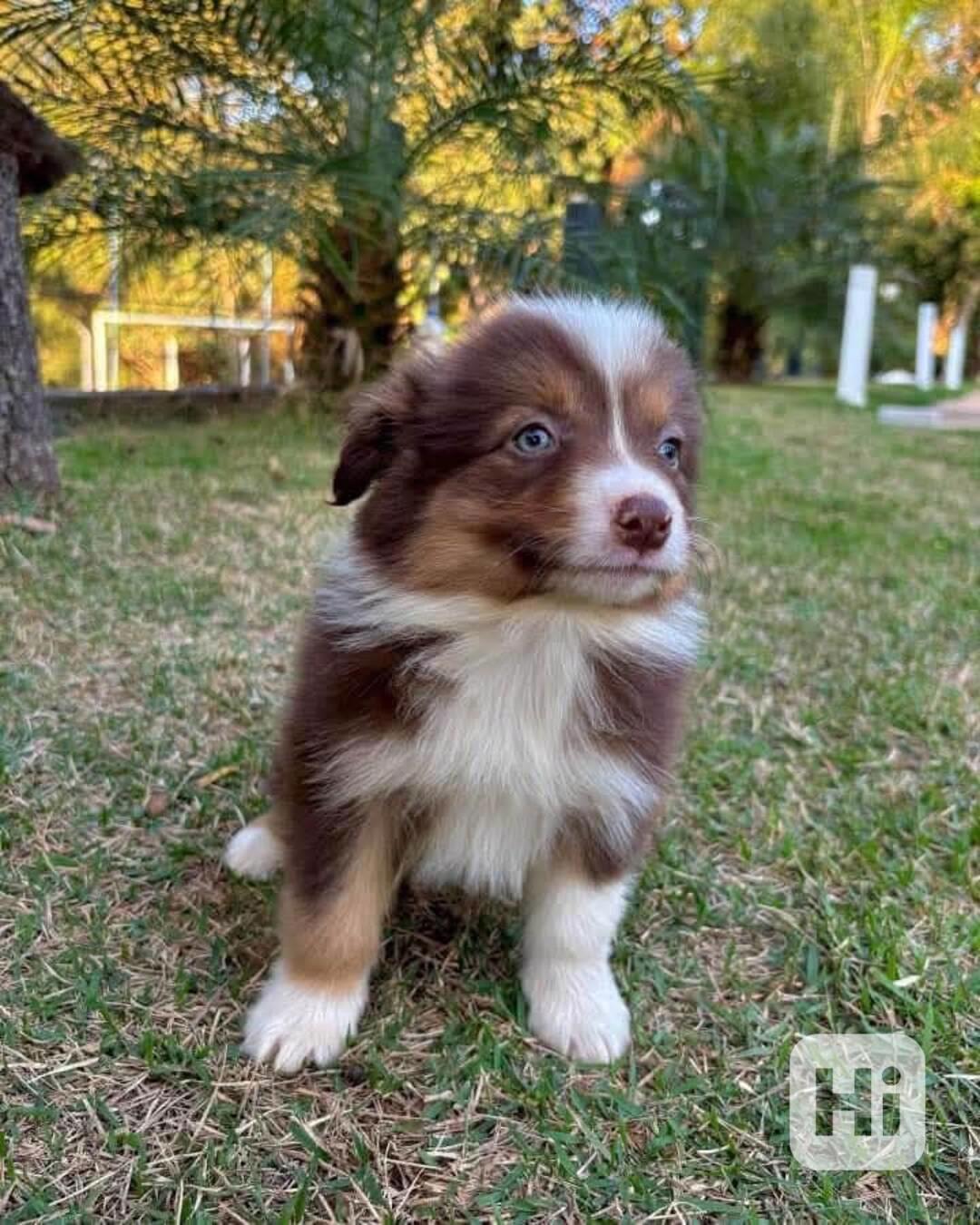 12 týdnů stará štěňata border kolie - foto 1