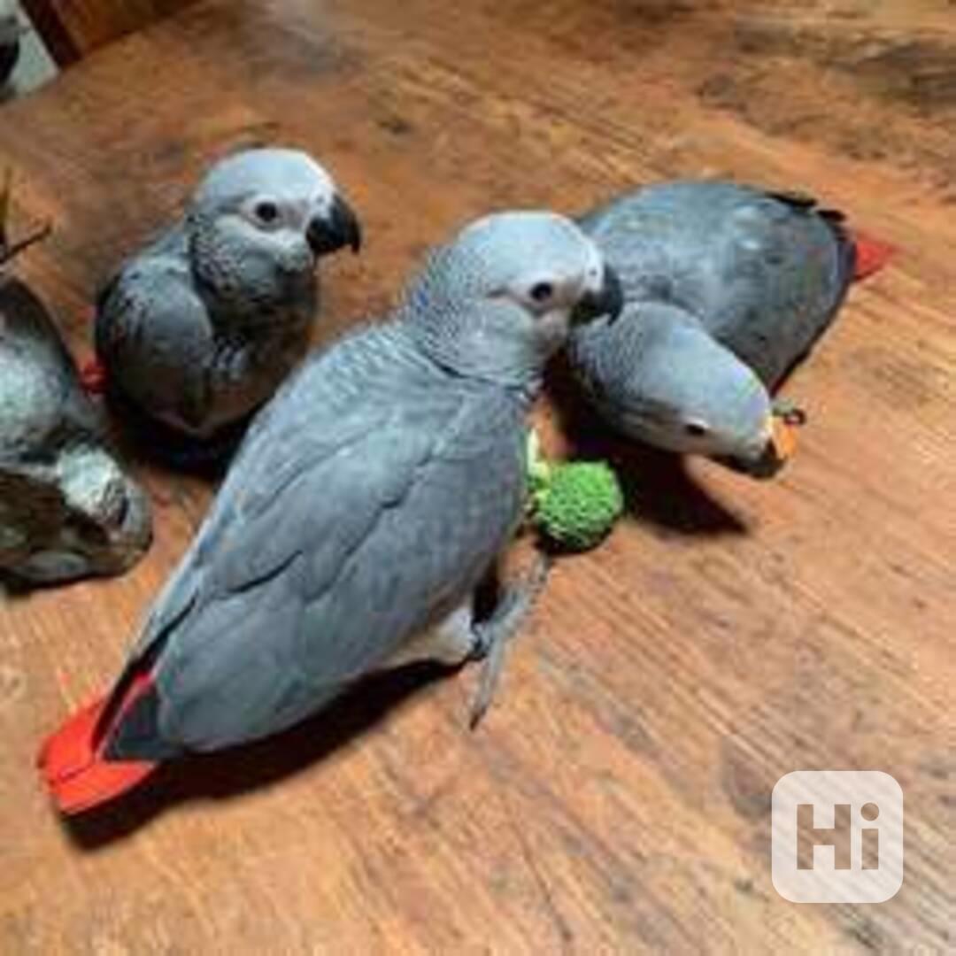 Papoušci šedí afroameričtí k dispozici - foto 1