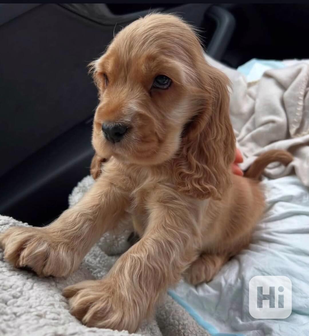 Štěňata úžasného kokršpaněla - foto 1