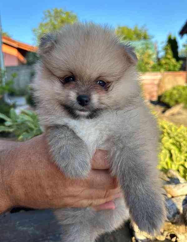  PRODEJ ŠTĚŇÁTEK POMERANIANA - foto 7