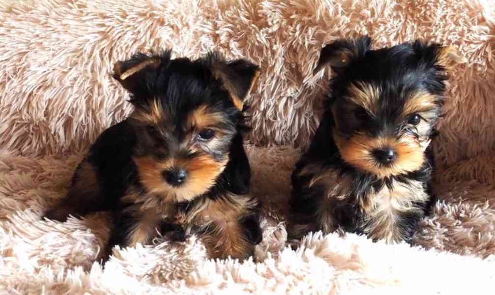 Rozkošné malé štěňátko jorkšíra