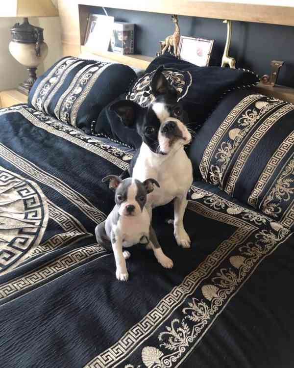 Štěně bostonského teriéra k adopci - foto 2