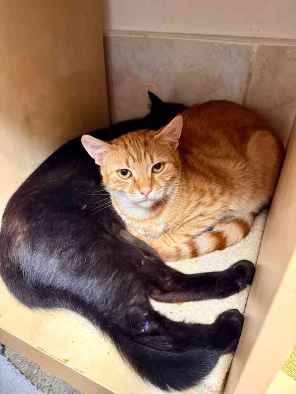 Nesmělý 11měsíční rezavý Filípek hledá domov, - foto 11