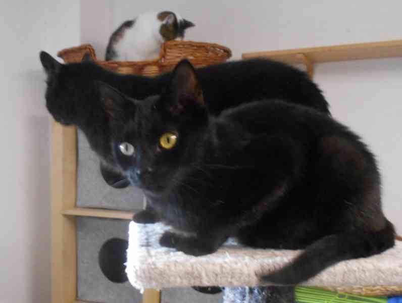 Hodný černý 3letý kocourek Tom hledá domov. - foto 3
