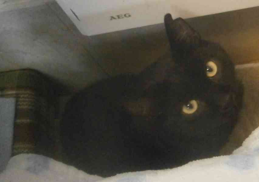 Hodný černý 3letý kocourek Tom hledá domov. - foto 6