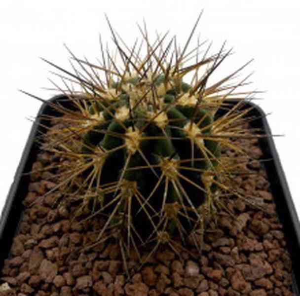 semena kaktus Acanthocalycium griseum P 49