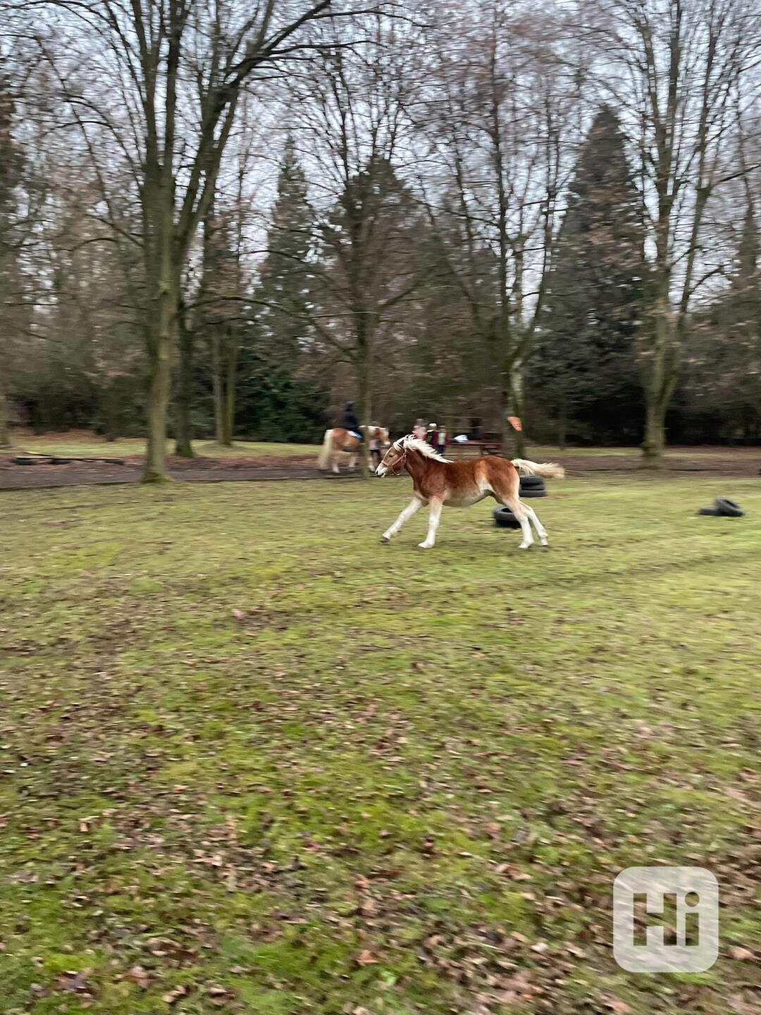 Hříbě Hafling - foto 1