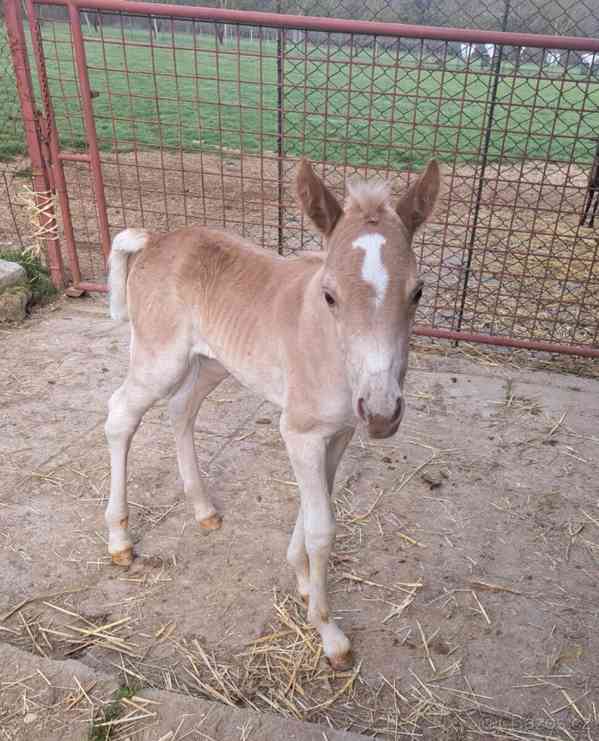 Hříbě Hafling - foto 4