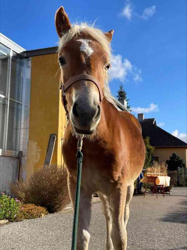 Hříbě Hafling - foto 2