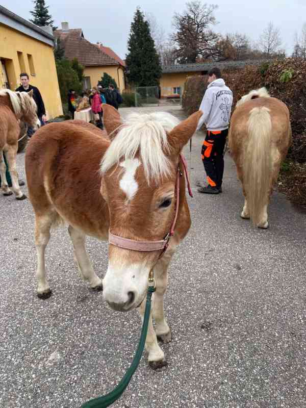 Hříbě Hafling - foto 3