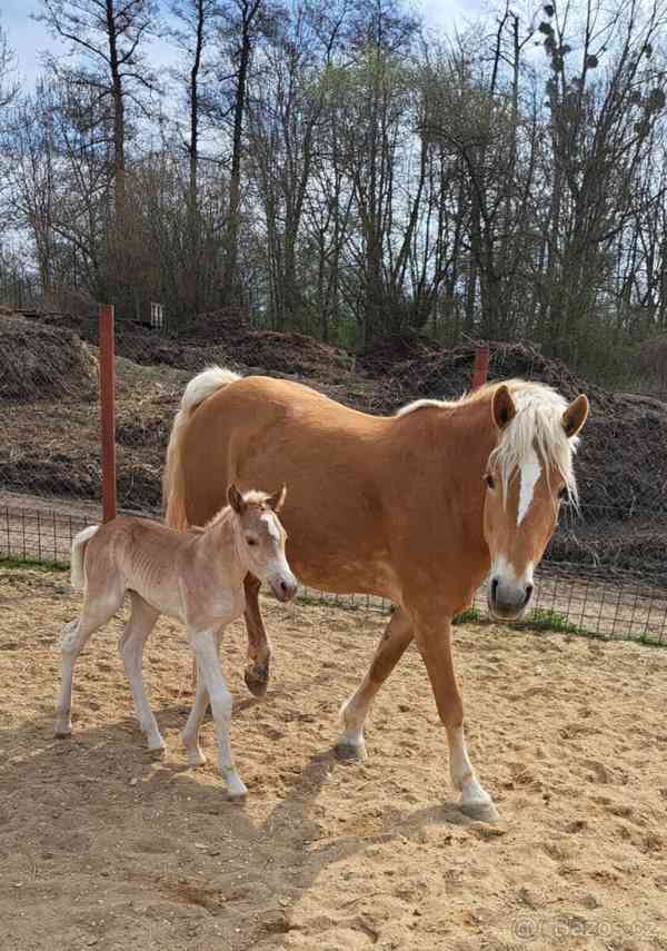 Hříbě Hafling - foto 5