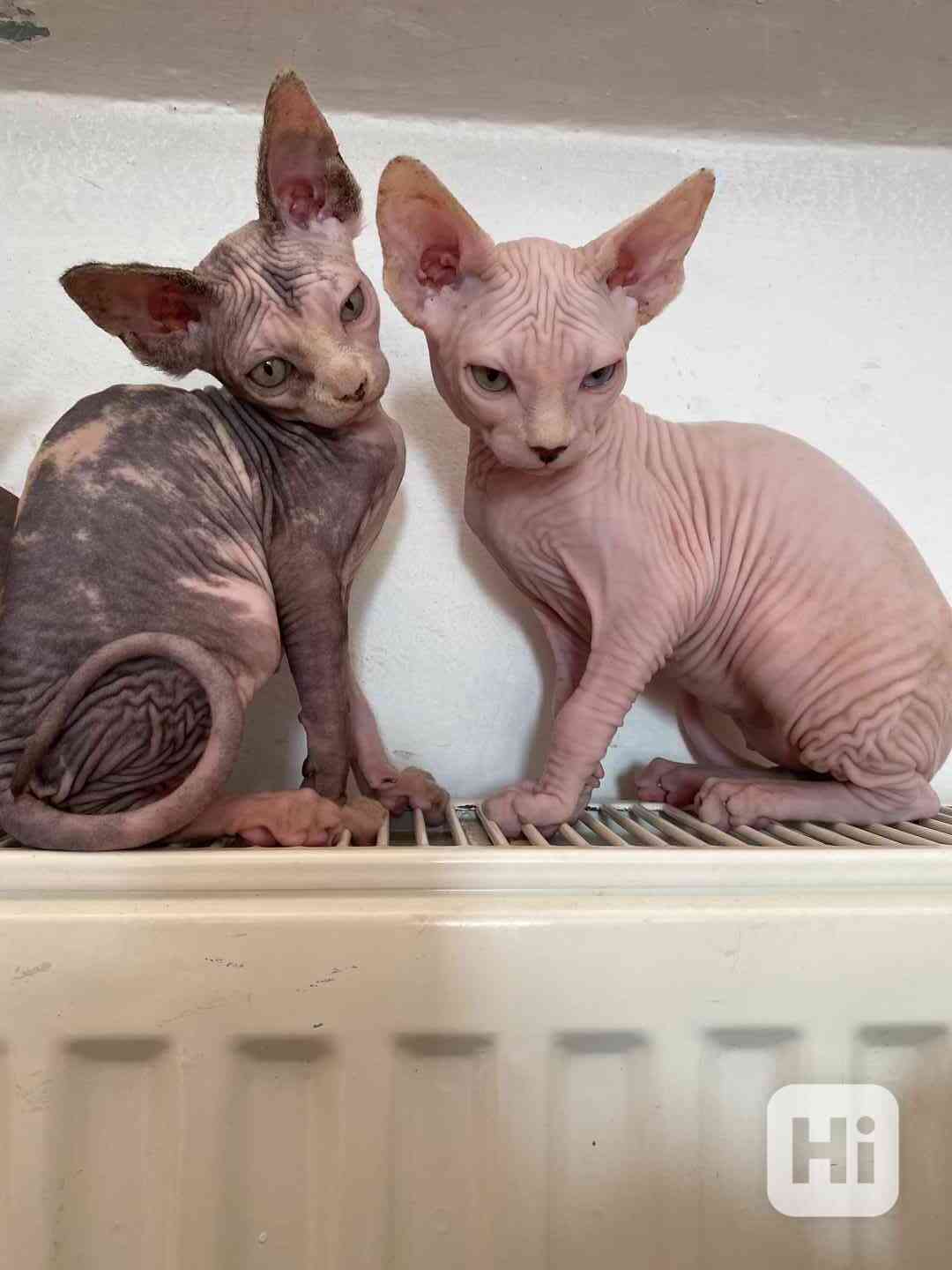 SPHYNX koťátka bez PP - foto 1