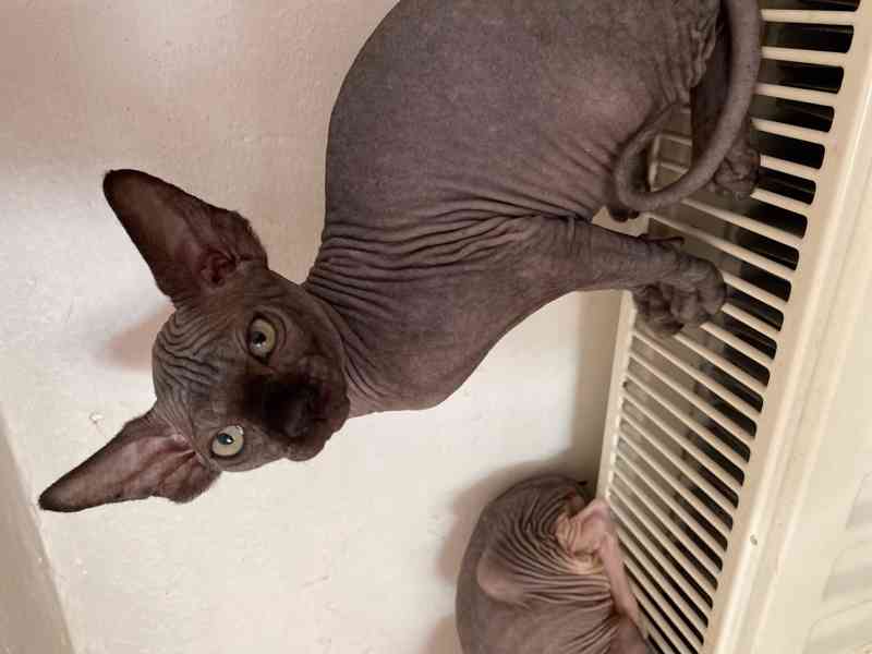 SPHYNX koťátka bez PP - foto 7