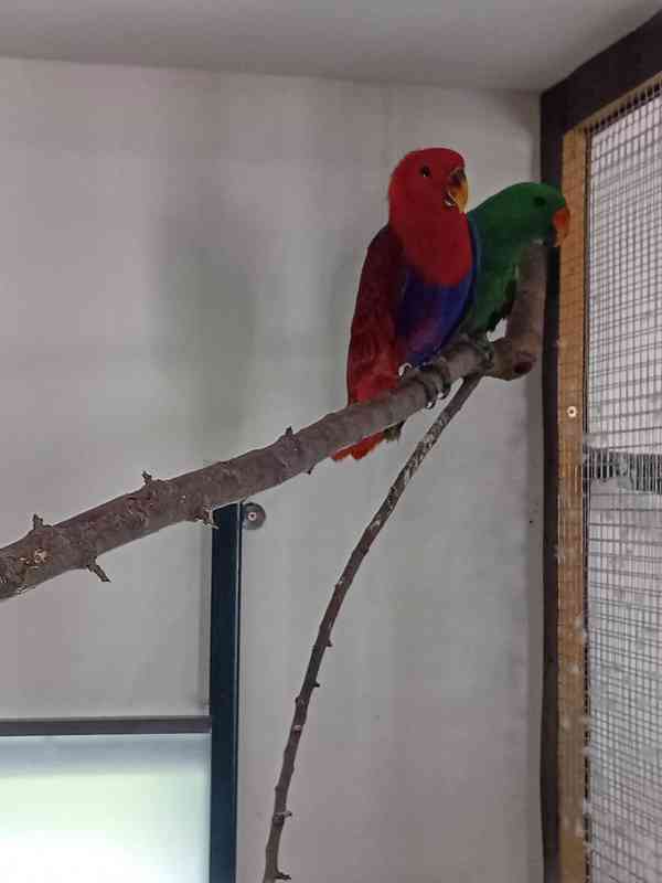 Papoušci - foto 1